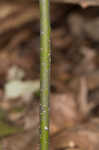 Southern spicebush <BR>Pondberry